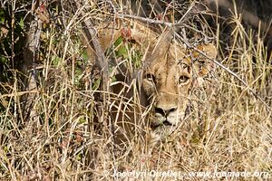 Kruger National Park - South Africa