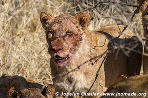 Parc national Kruger - Afrique du Sud