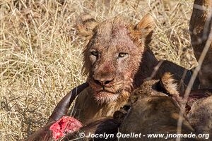 Parc national Kruger - Afrique du Sud