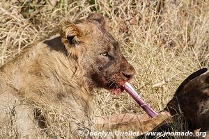 Kruger National Park - South Africa