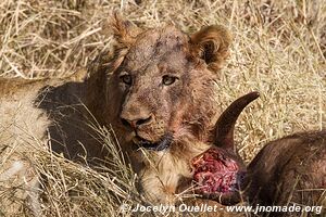 Parc national Kruger - Afrique du Sud