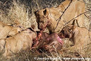 Kruger National Park - South Africa