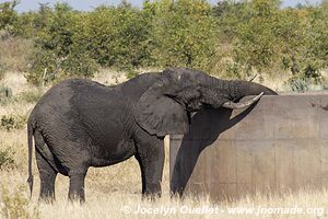 Kruger National Park - South Africa