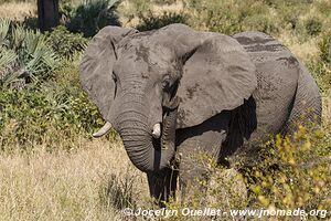 Parc national Kruger - Afrique du Sud