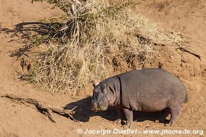 Parc national Kruger - Afrique du Sud