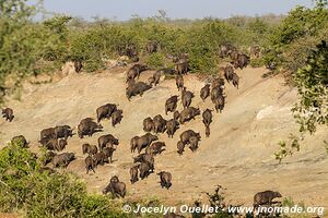 Parc national Kruger - Afrique du Sud