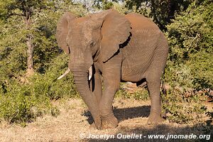 Kruger National Park - South Africa