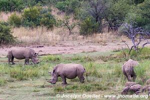 Parc national Pilanesberg - Afrique du Sud