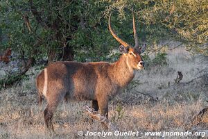 Parc national Kruger - Afrique du Sud