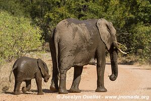 Kruger National Park - South Africa