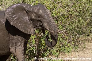 Kruger National Park - South Africa