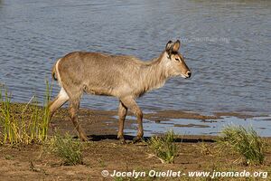 Parc national Kruger - Afrique du Sud