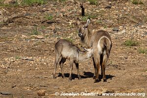 Kruger National Park - South Africa