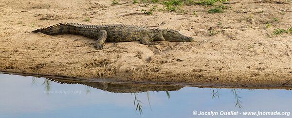 Parc national Kruger - Afrique du Sud