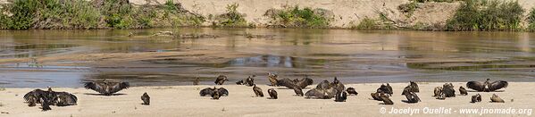 Kruger National Park - South Africa