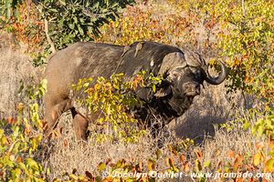 Parc national Kruger - Afrique du Sud