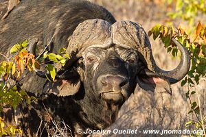 Kruger National Park - South Africa