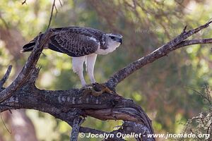 Parc national Kruger - Afrique du Sud