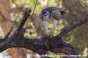 Parc national Kruger - Afrique du Sud