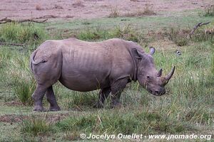 Pilanesberg National Park - South Africa