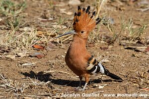 Parc national Kruger - Afrique du Sud