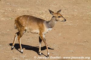 Kruger National Park - South Africa