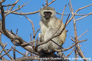 Parc national Kruger - Afrique du Sud