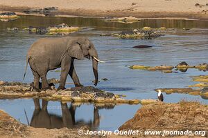 Parc national Kruger - Afrique du Sud