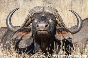 Kruger National Park - South Africa