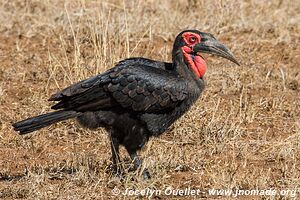 Parc national Kruger - Afrique du Sud