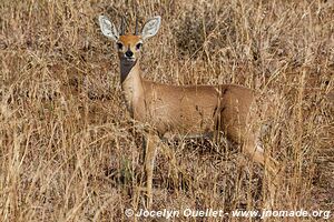 Parc national Kruger - Afrique du Sud