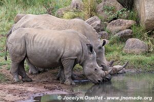 Pilanesberg National Park - South Africa