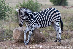 Parc national Pilanesberg - Afrique du Sud