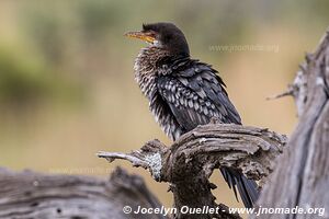 Parc national Pilanesberg - Afrique du Sud