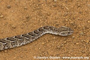 Parc national Pilanesberg - Afrique du Sud