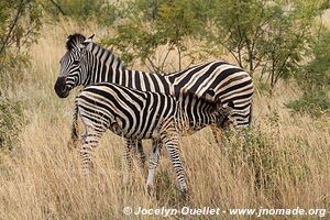 Parc national Pilanesberg - Afrique du Sud