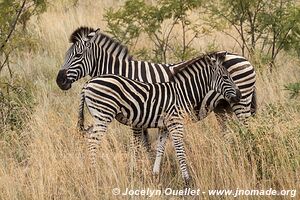 Parc national Pilanesberg - Afrique du Sud