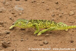 Pilanesberg National Park - South Africa