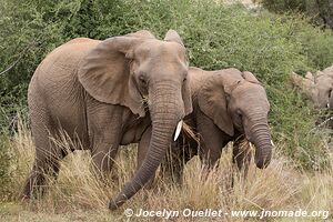 Pilanesberg National Park - South Africa