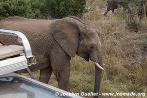 Pilanesberg National Park - South Africa