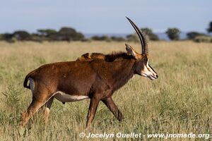 Parc national Mokala - Afrique du Sud