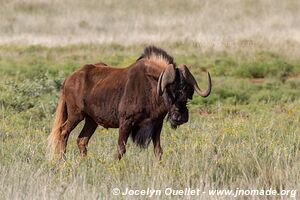 Parc national Mokala - Afrique du Sud