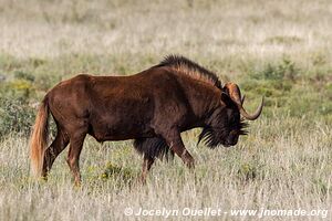 Parc national Mokala - Afrique du Sud