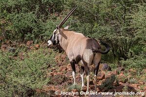 Parc national Mokala - Afrique du Sud