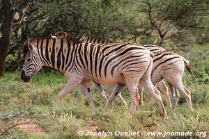 Parc national Mokala - Afrique du Sud