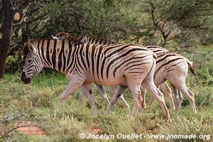 Mokala National Park - South Africa