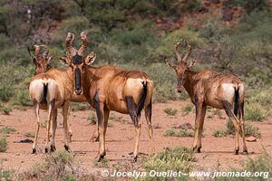 Parc national Mokala - Afrique du Sud