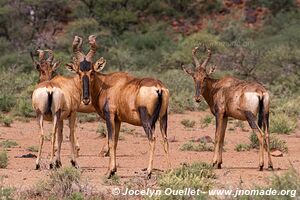 Mokala National Park - South Africa