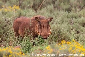 Mokala National Park - South Africa