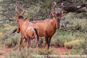 Parc national Mokala - Afrique du Sud